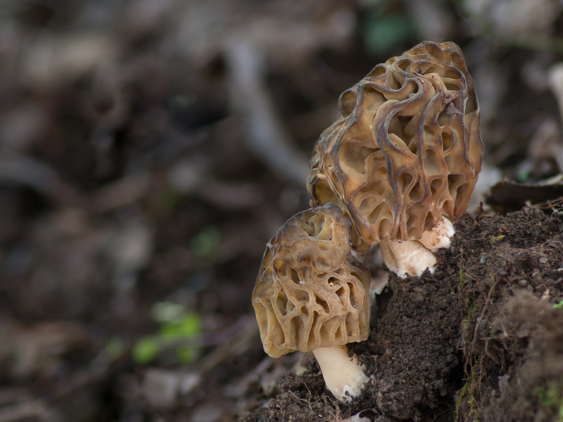 Morchella semilibera